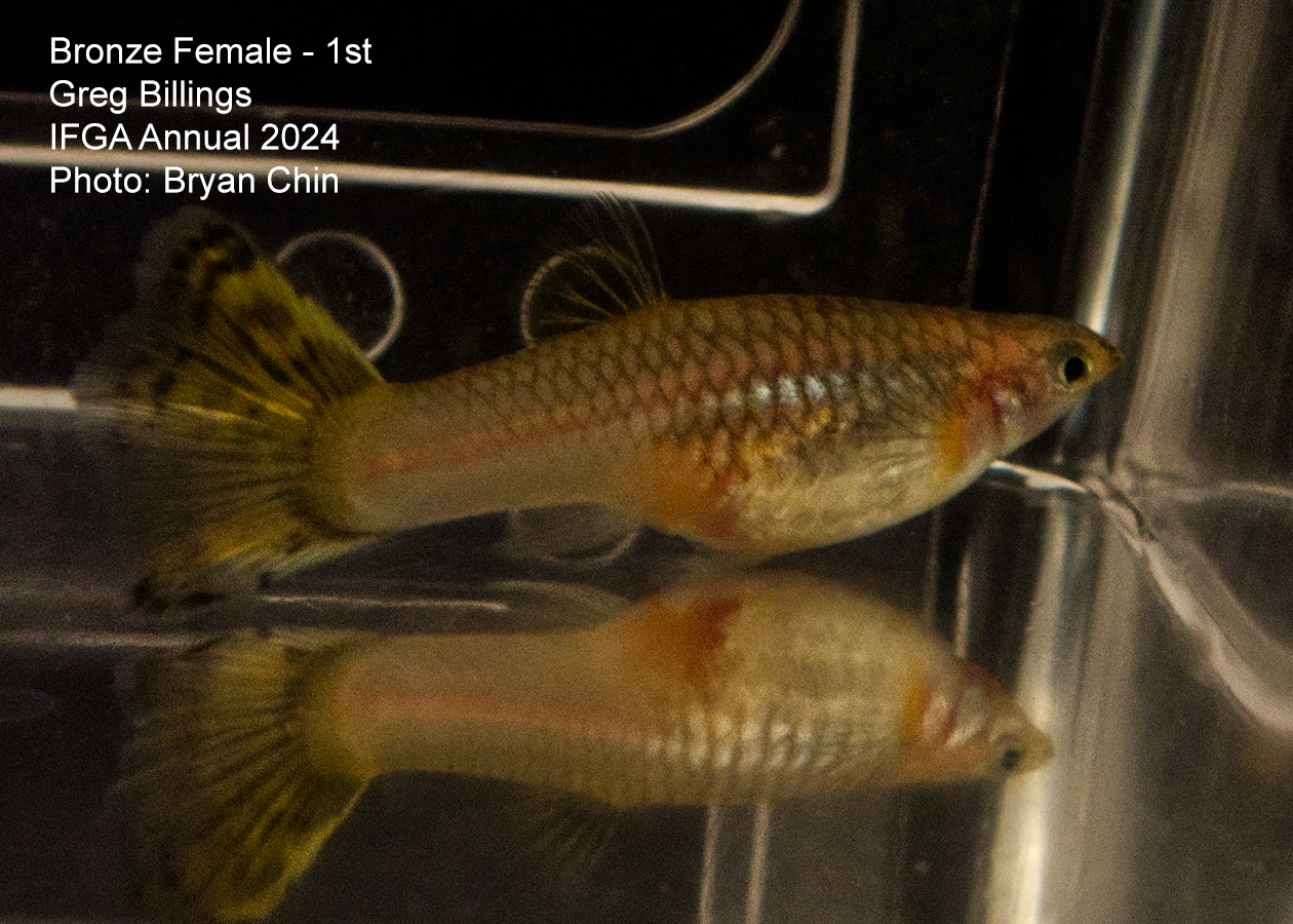 female guppy bronze